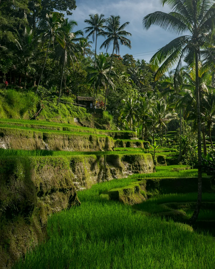 Terraced rice fields stepping down a hillside under palm trees.